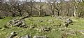 Celtic hut circle at Coedydd Aber National Nature Reserve, Gwynedd, Wales 04