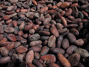 Chocolaterie-nestlé-broc-fèves-cacao-torrefiées
