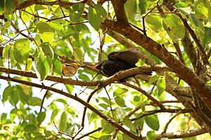 Chopim ou Vira bosta parasitando Sai canario Cesario Lange SP IMG 2161