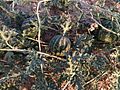 Citrullus Colocynthis in Behbahan II