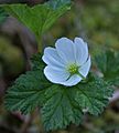 Cloudberry flower (2561362864)
