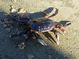 Common rock crab 01.jpg