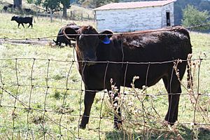 Cows Blue Grass, Virginia