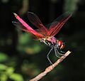 Crimson marsh glider, male @ Thrippunithura 03