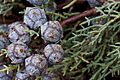 Cupressus glabra cones Pine AZ 2.jpg