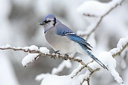 Blue Jay  National Geographic