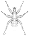 DIPT Mystacinobiidae Mystacinobia zelandica m