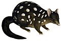 Dasyurus viverrinus Gould white background