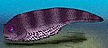 Delphyodontos dacriformes cropped