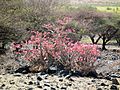 Desert rose Adenium obesum in Tanzania 2259 Nevit