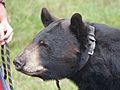 Domesticated american black bear - head 02