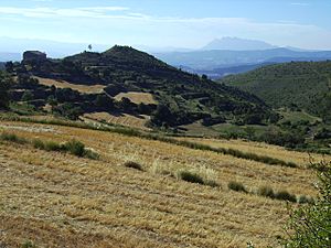 Dry farming Catalonia