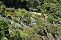 Dunedin Botanic Garden 05