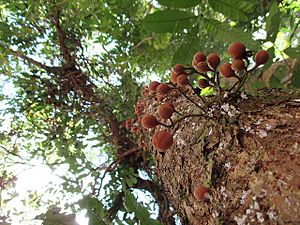 Dysoxylum parasiticum Yellow Mahogany fruiting small tree —Meliaceae plant family, Mossman Gorge, 26 Oct 2014 1-40 pm (15716555915).jpg
