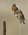 Eastern Bluebirds