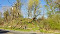 Errol Heights Park, PDX, 2016