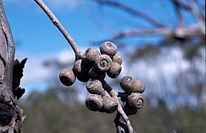 Eucalyptus arenacea fruit