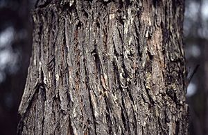 Eucalyptus aromaphloia bark