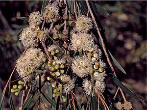 Eucalyptus pulchella buds