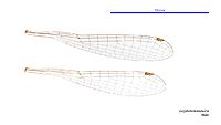 Eurysticta kununurra male wings (34788254406)