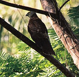 Fiji goshawk1