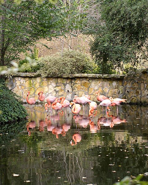 Flamingos-jackson
