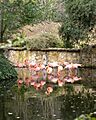 Flamingos-jackson