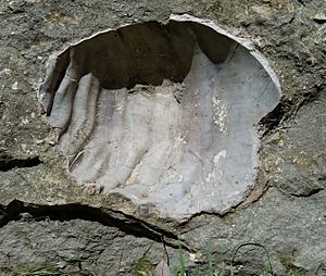 Fort Hays Limestone, Cremnoceramus deformis 20180915