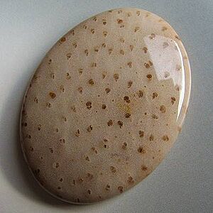 Fossilpalmsouthernusa