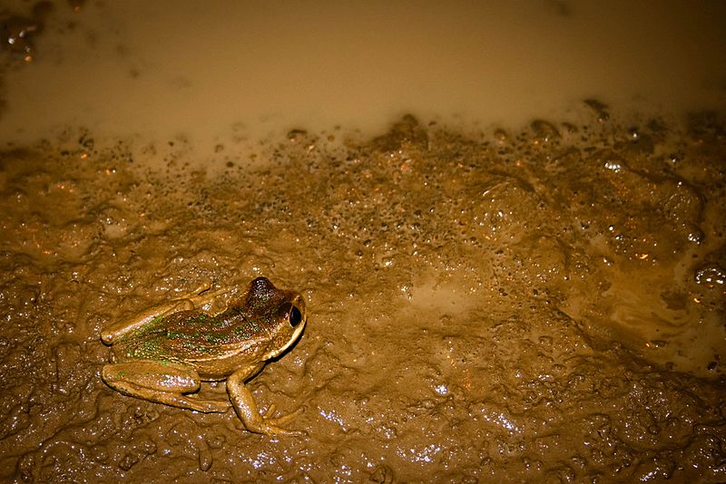 Gastrotheca litonedis