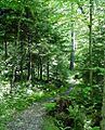 Gaudineer Scenic Area