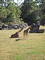 Giraffes Brevard Zoo