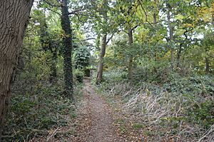 Grimeshaw Wood 3