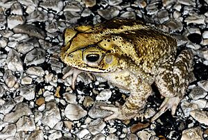 Gulf Coast Toad - Bufo valliceps