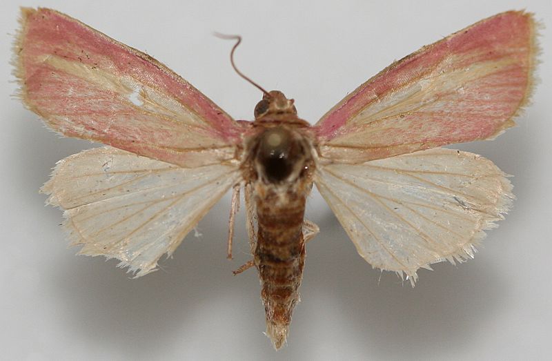 Heliocheilus julia, Megan McCarty152