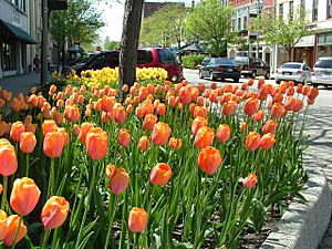 Holland MI Tulips 02