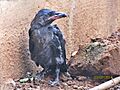 House-crow fledgling, 2014
