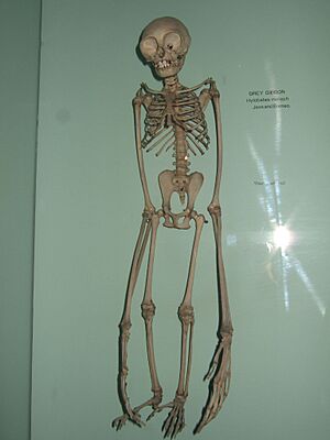 Hylobates moloch skeleton