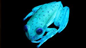 Hypsiboas punctatus fluorescente