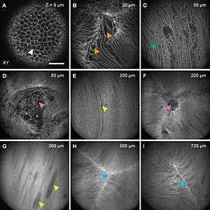 In vivo AO 2PFM visualized features of epithelium and fiber cell organization in the mouse lens
