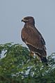 Indian Spotted Eagle near Nalsarovar Bird Sanctuary