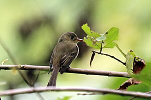 Jamaican pewee Facts for Kids