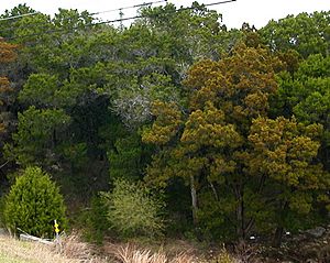 Juniperusashei1224.jpg