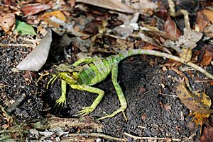 Laemanctus longipes (El Mirador)