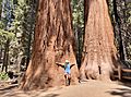 Large Sequoia Trees in Giant Forest, Sequoia National Park - June 2022