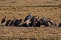 Leptoptilos crumeniferus and vultures -Masai Mara -Kenya-8