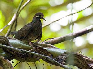 Leptotrygon veraguensis, Selva Verde, Costa Rica