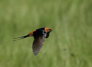 Lesser striped swallow (Cecropis abyssinica) 2008 02 27