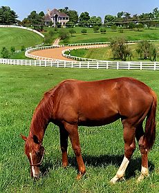 Lexington Kentucky - Donamire Farm "The Good-Life for Horse" (3571783564) (2)