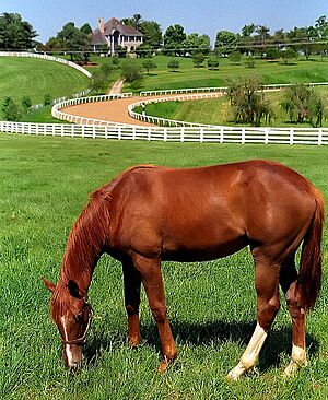Lexington Kentucky - Donamire Farm "The Good-Life for Horse" (3571783564) (2)